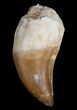 Mosasaur Tooth - Cretaceous Reptile #10215-1